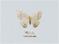 藏品(臺灣波紋帶鉤蛾)的圖片